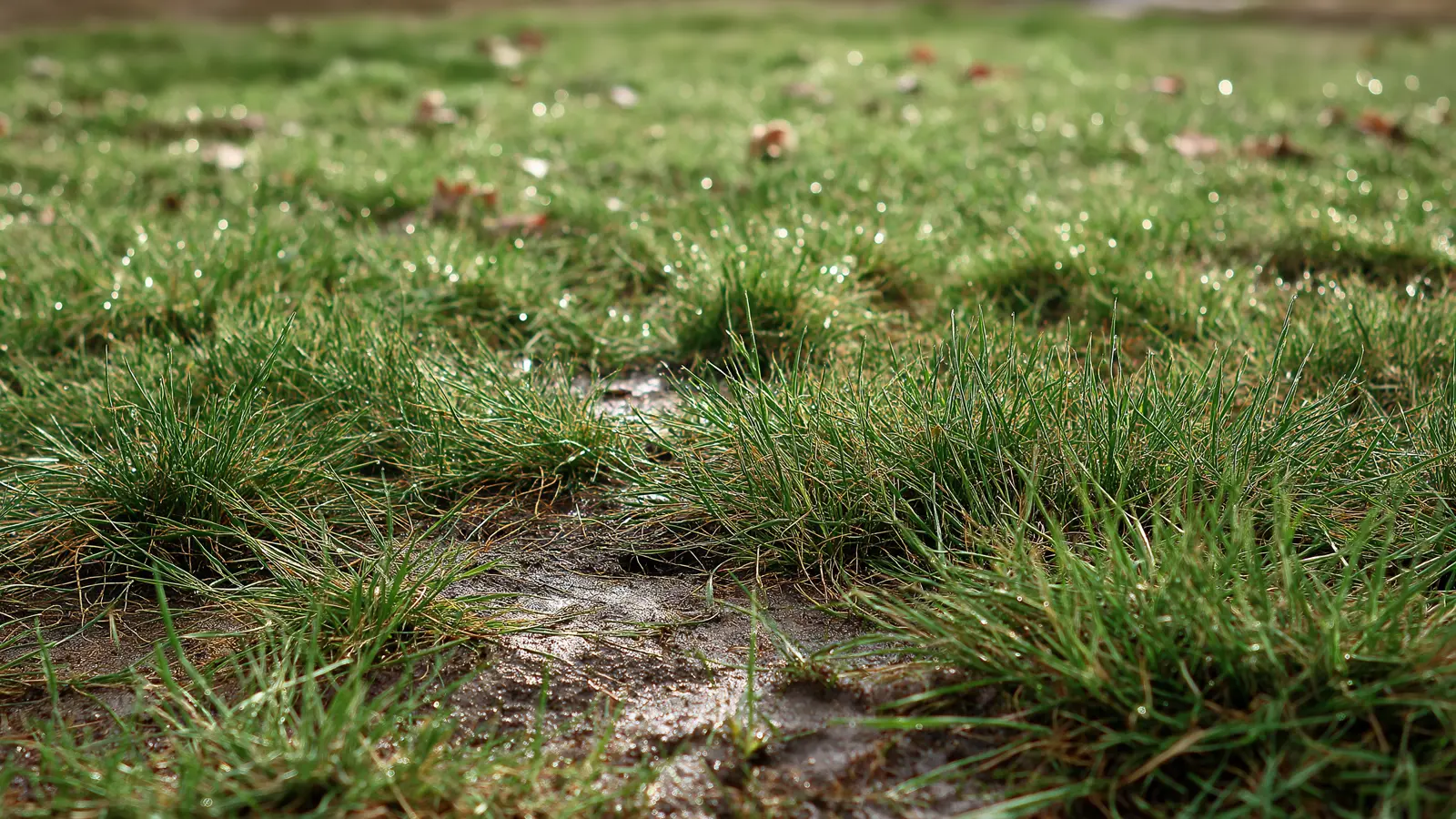 Early Spring Lawn Care Mistakes to Avoid