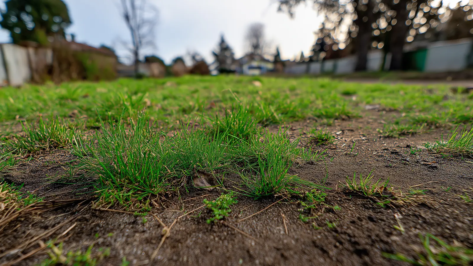 Early Spring Lawn Care Mistakes to Avoid