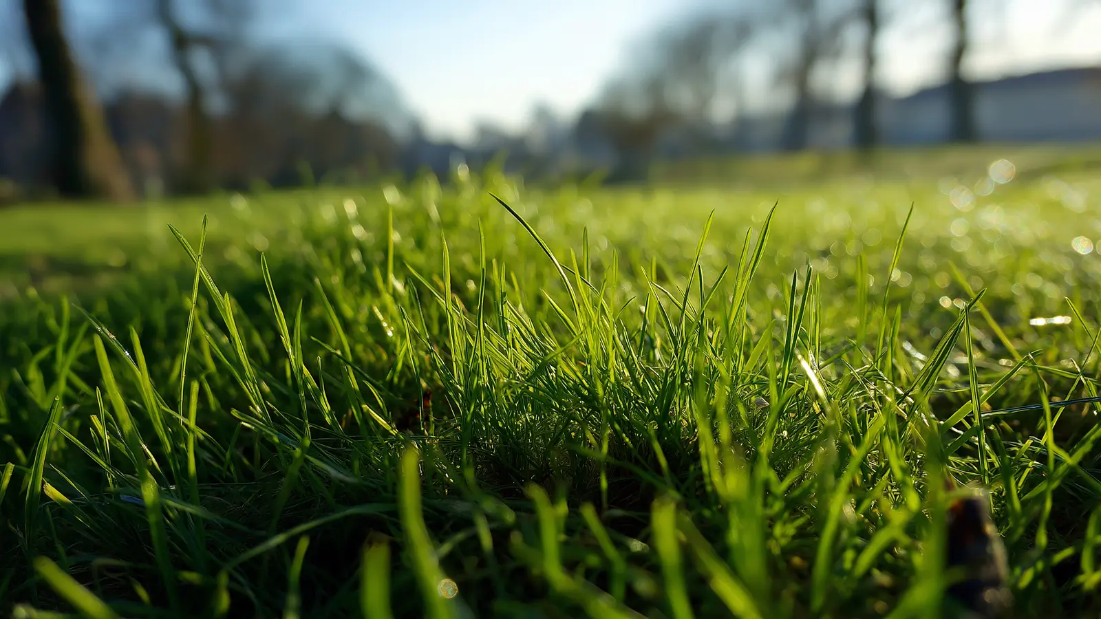 Early Spring Lawn Care Mistakes to Avoid