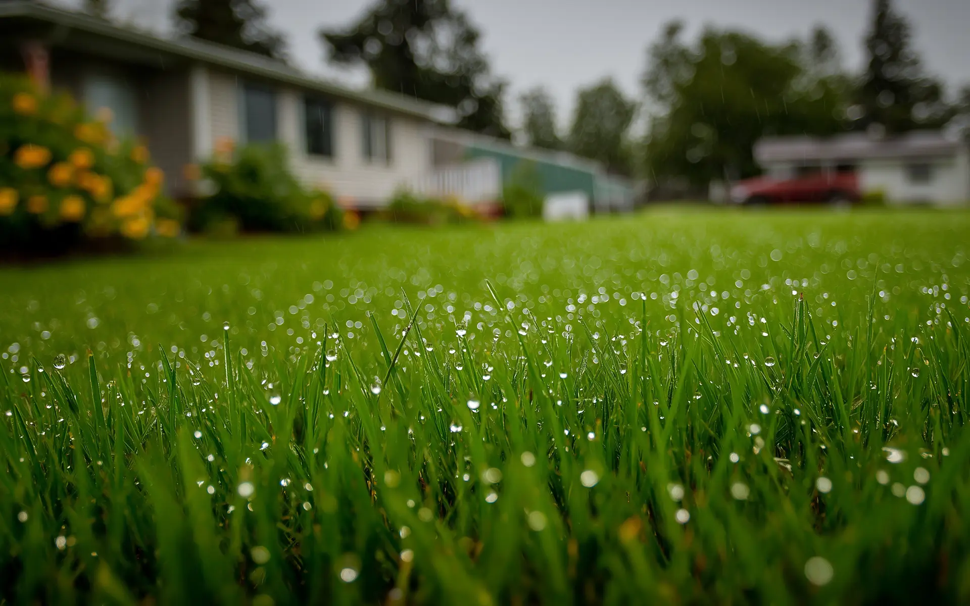 Why Some Lawns Stay Wet All Year, Even When Drainage Looks Fine