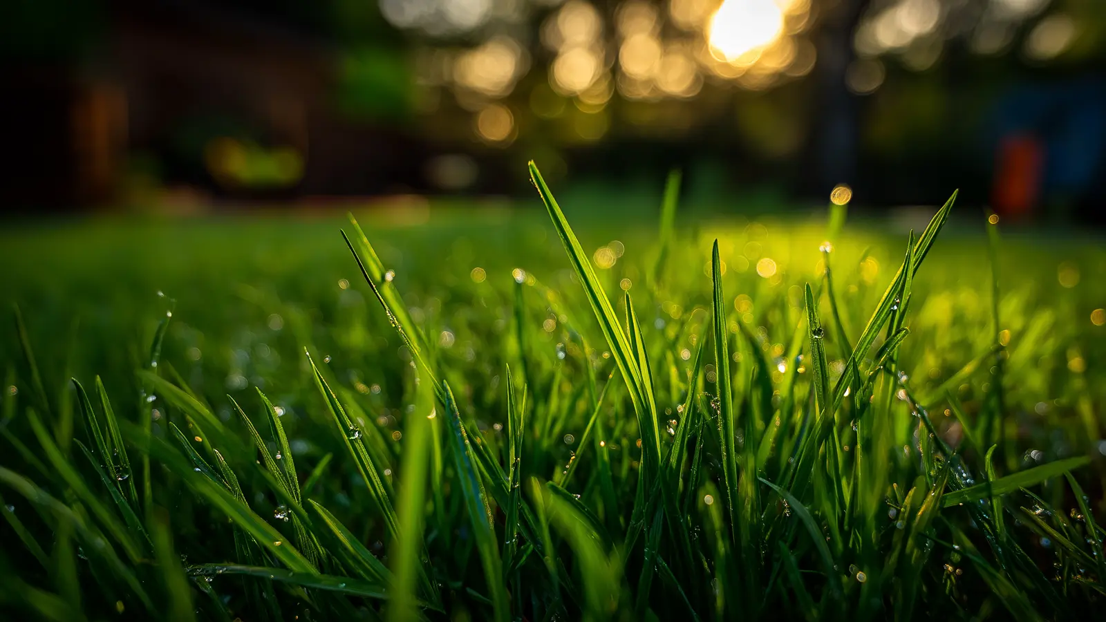 Understanding Fall Lawn Growth Understanding Fall Lawn Growth