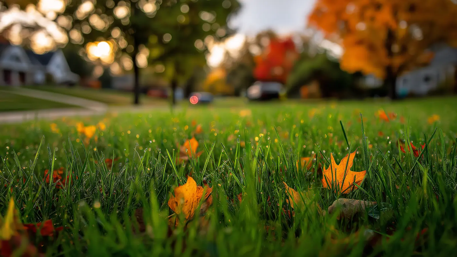 Understanding Fall Lawn Growth Understanding Fall Lawn Growth