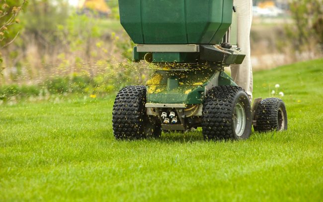 lawn disease treatment