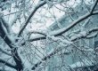 winter tree care