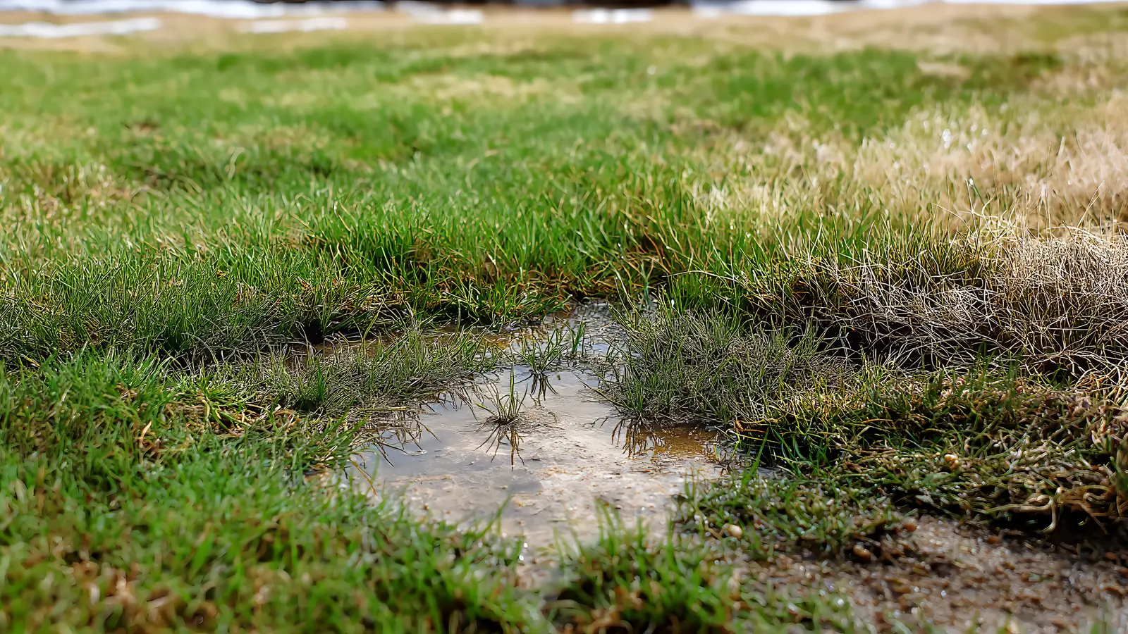 Why Your Lawn Looks Worse in March Than It Did in Winter Why Your Lawn Looks Worse in March Than It Did in Winter
