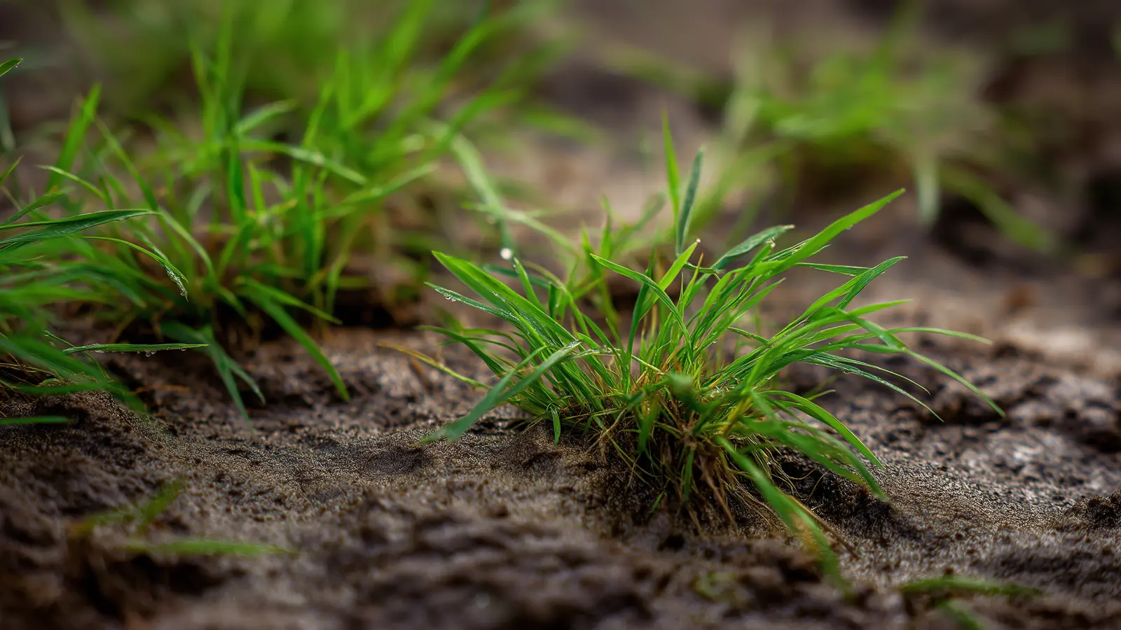 Why Your Lawn Looks Worse in March Than It Did in Winter Why Your Lawn Looks Worse in March Than It Did in Winter