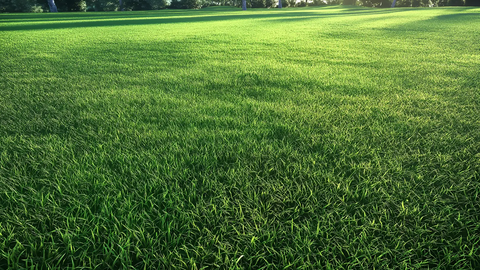 Why Your Lawn Looks Worse in March Than It Did in Winter Why Your Lawn Looks Worse in March Than It Did in Winter