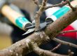 tree pruning