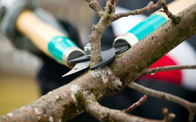 tree pruning