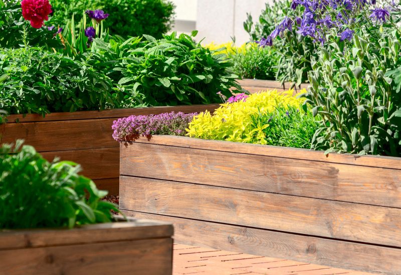 raised garden beds