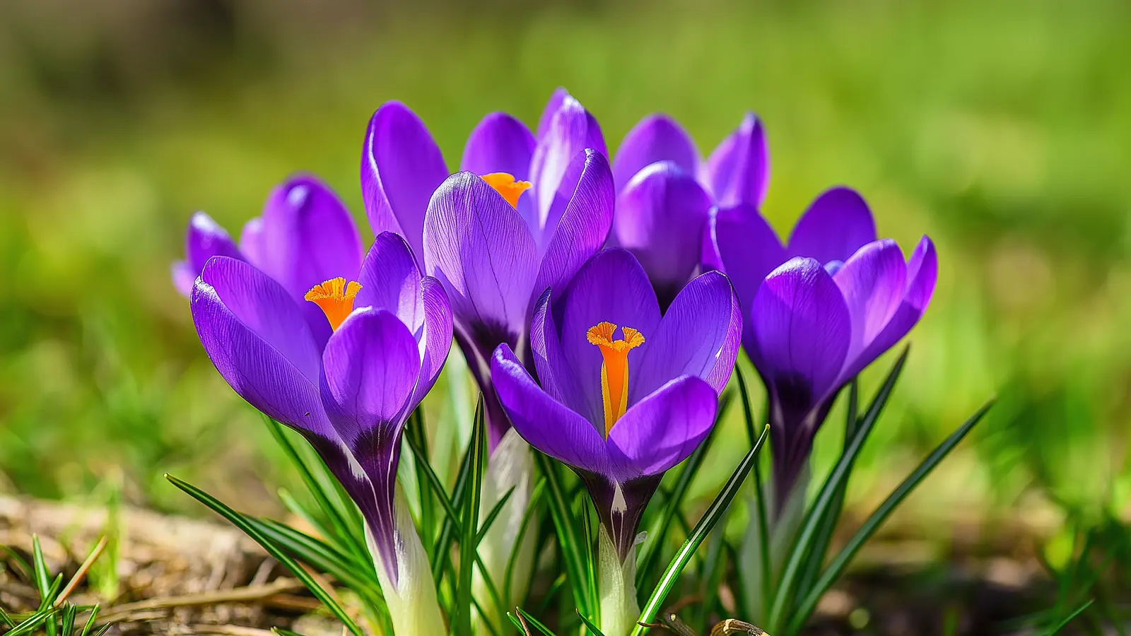 The Best Plants and Flowers to Kickstart Your Spring Landscape The Best Plants and Flowers to Kickstart Your Spring Landscape