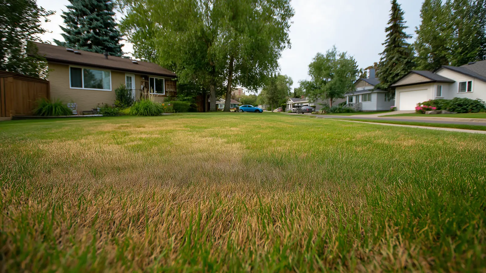 Summer Lawn Stress: How to Spot, Repair and Prevent Heat Damage Summer Lawn Stress: How to Spot, Repair and Prevent Heat Damage
