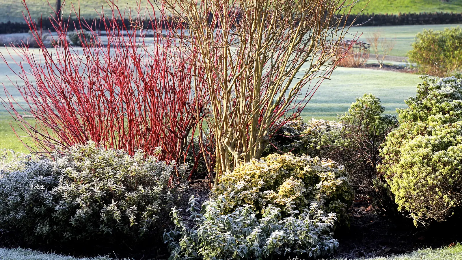 Spring Lawn Recovery