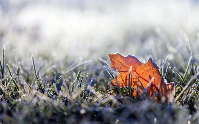 winterizing lawn