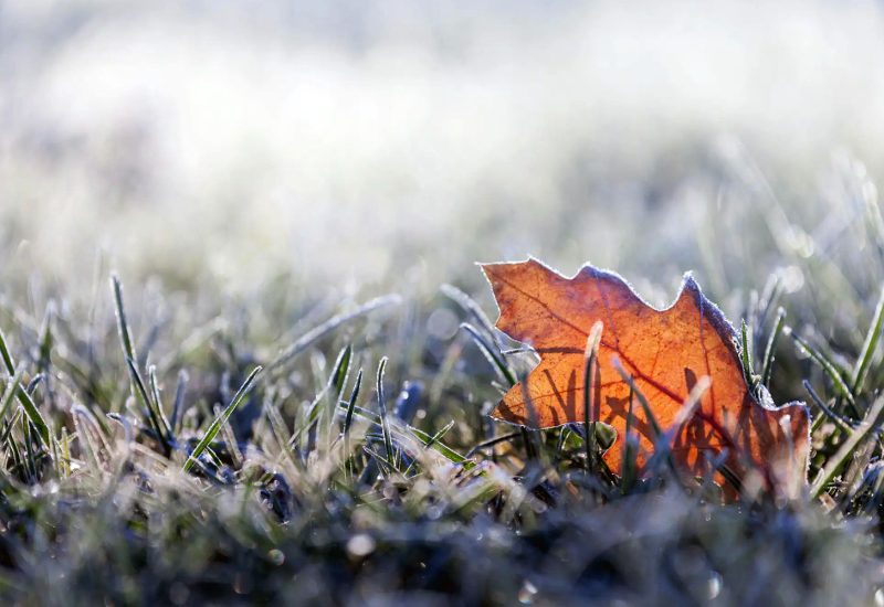 winterizing lawn